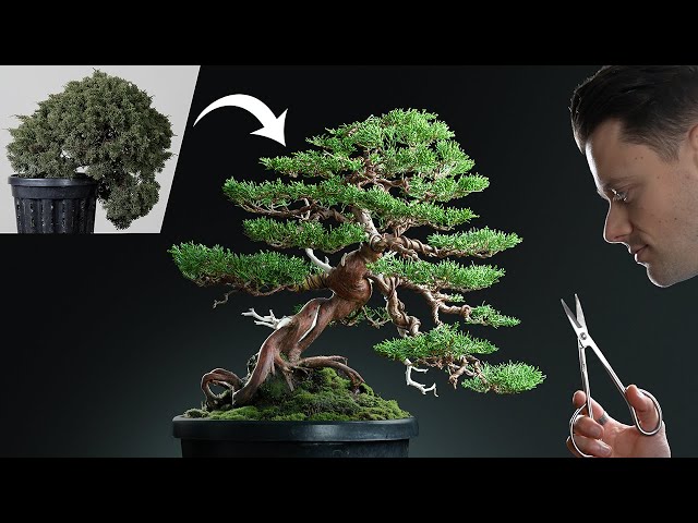 Reviving a Diseased and Neglected Juniper Bonsai