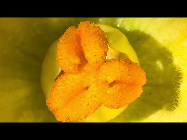 Male and Female Pumpkin Flowers (Part 2): A Microcosm of Ecological Harmony and Human Well-being!