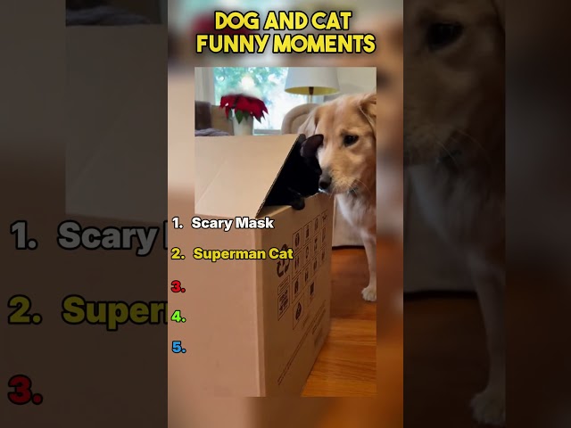Top 5 Cat and Dog Funny Videos | Pet Videos | Animal Videos | Funny #shorts