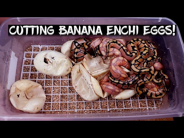 Banana Enchi Ball Python Eggs are Hatching!  See the Results!