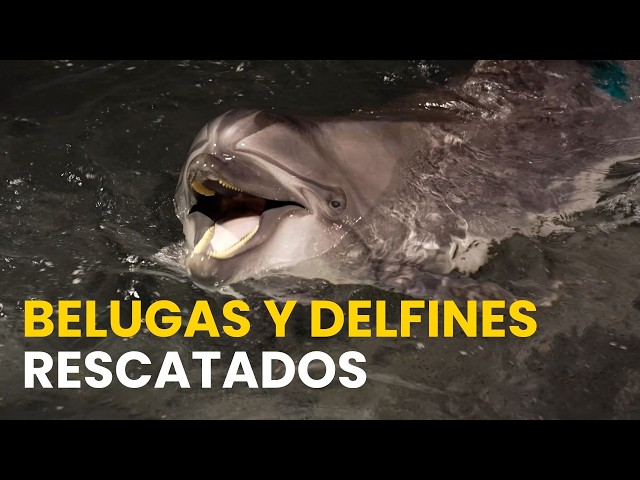 El Oceanogràfic rescata dos belugas y cuatro delfines de un parque acuático canadiense