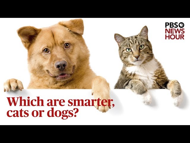Which are smarter, cats or dogs? We asked a scientist