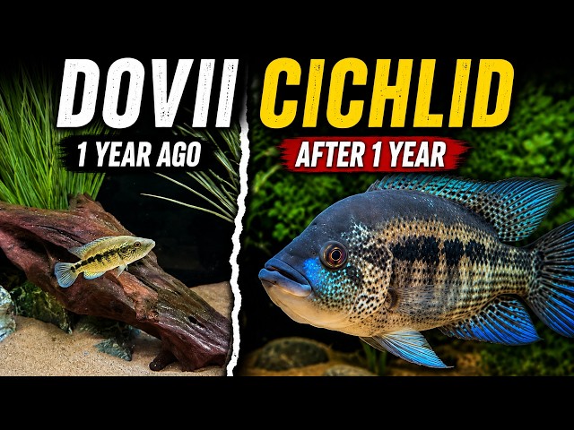 Dovii Cichlid Growth & Evolution After 1 Year (What Changed Most)
