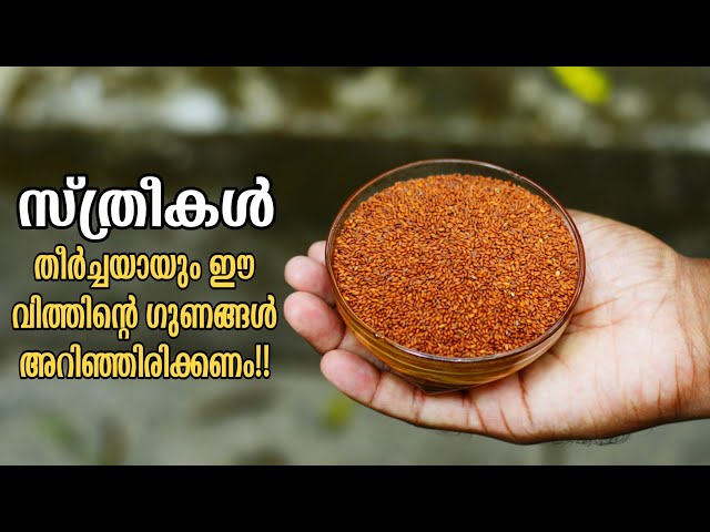 സ്ത്രീകൾ തീർച്ചയായും ഈ വിത്തിന്റെ ഗുണങ്ങൾ അറിഞ്ഞിരിക്കണം | Halim Seed, Ashali Seed | Health Tips