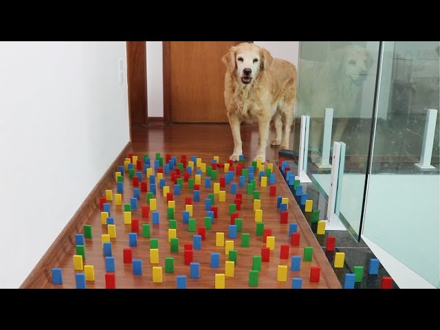Obstacle Challenge CAT vs DOG