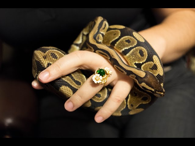 Are Ball Python Dangerous?