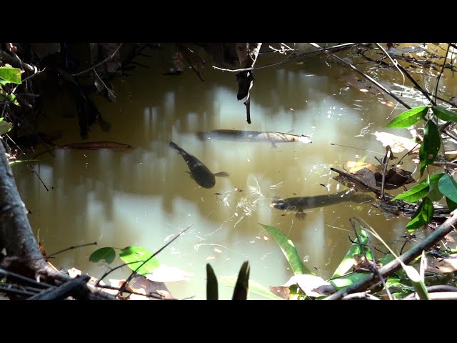 Fishing under the branches of trees, lots of fish #SG-420