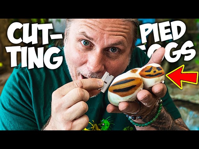 CUTTING PIED BALL PYTHON EGGS!! | BRIAN BARCZYK