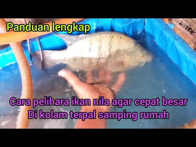 How to Raise Tilapia in a Backyard Tarp Pond for Fast Growth
