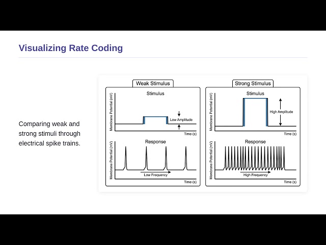 Basics of Neuroscience - Neural Coding Concept