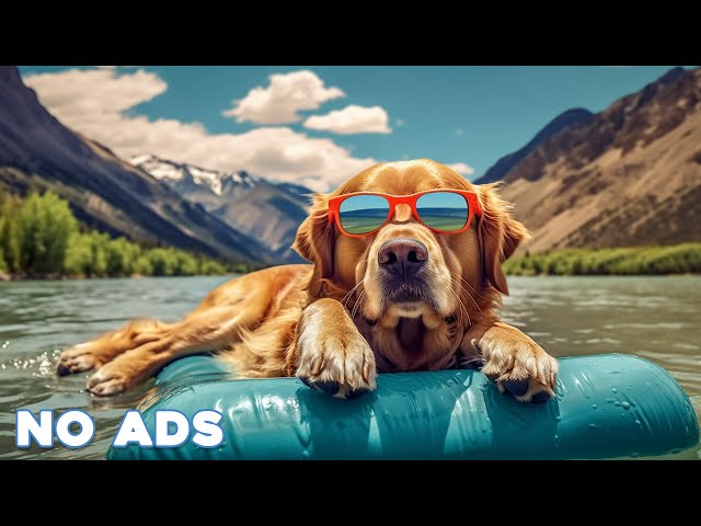 12 Hours Anti Anxiety Music for Dogs 🐶 Stress Relief Music For Dogs ♬ Calming Music For Dogs
