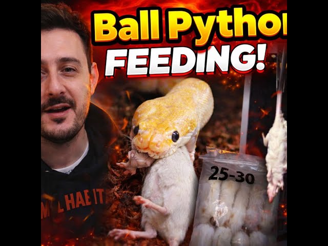 Feeding Ball Pythons: What Really Happens