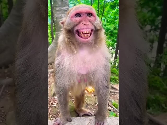 Hanuman video p
