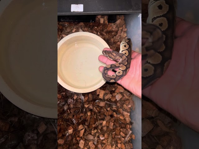 Ball python Collection 2024