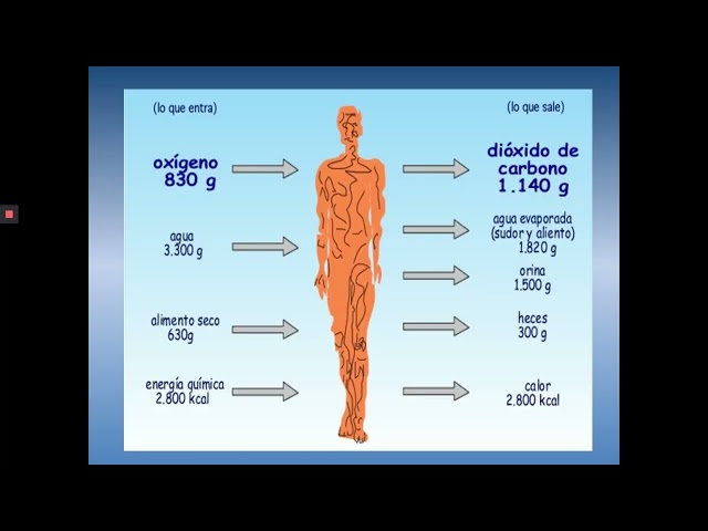 🧬 Metabolismo Celular | Catabolismo y Anabolismo Explicados Fácil | Biología