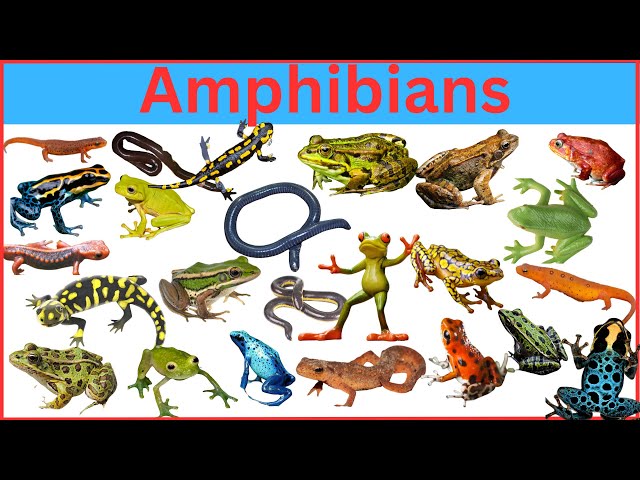 100 Amphibians You Didn't Know Existed