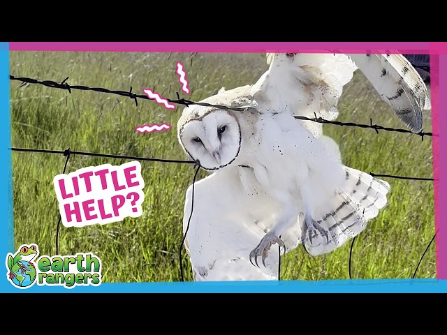 This Owl Was Trapped on Barbed Wire Until Heroes Arrived | Earth Rangers