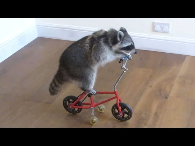 Funny Raccoons ★ Keep Calm And Be A Raccoon [Funny Pets]