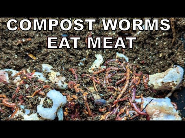 Compost Worm Bin Eating MEAT- Your questions answered