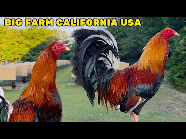 CALIFORNIA - Feeding Time Free Range Shape Chicken Coop Indoor Outdoor Breeding Pens Big Farm USA 🇺🇸