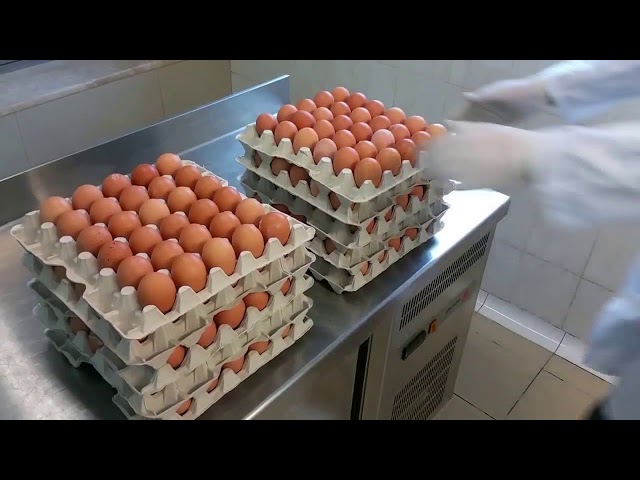 Egg centrifuge UDTJ150, WWW EGG BREAKERS COM