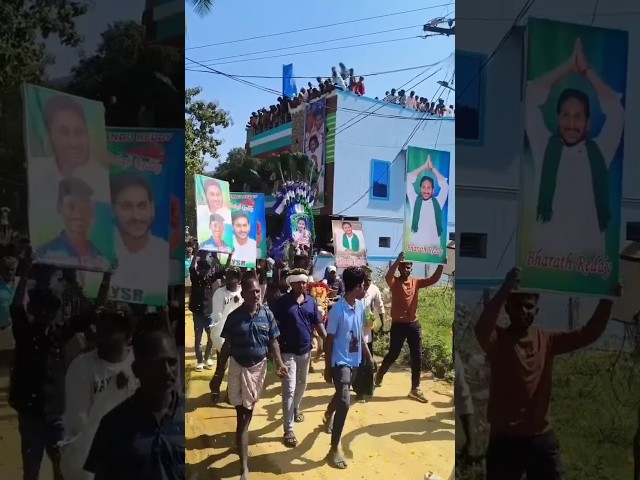 YSR Bull 💙🤍💚 #ysjagan #ysrcp #jallikattu #songs