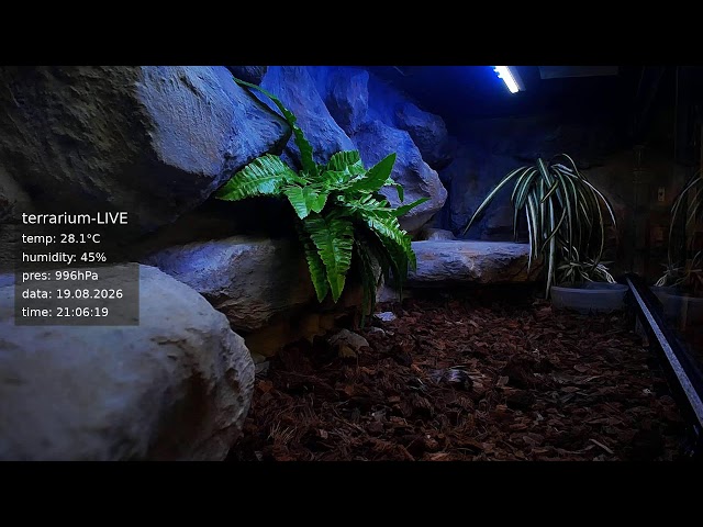 terrarium-LIVE 🔴 19/08/2026 🐍 Ball Python Regius Snake