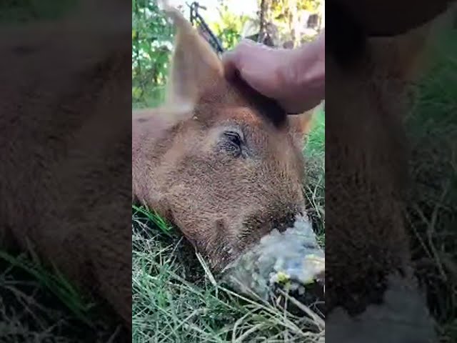 Farmer Boy Art Live Streaming With Red Bull Pig #pet