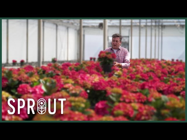 Spring Gardening Tips - Pruning, Pest Control and Stunning New Plants