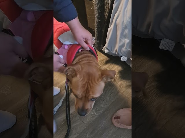 Cassi’s After-Walk Routine 🐾#shorts