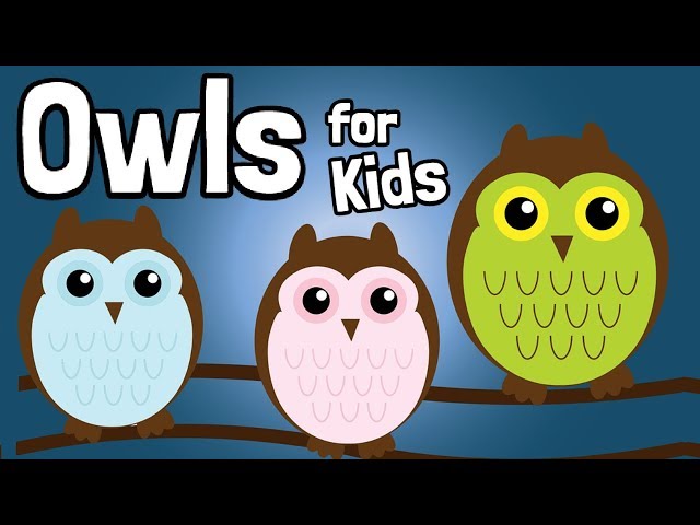 Owls for Kids