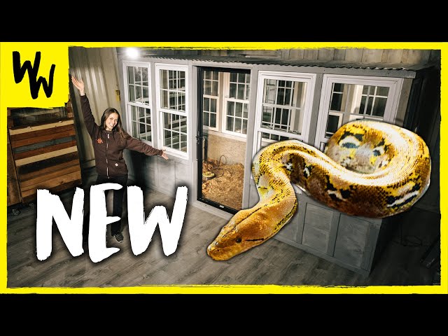 I UPGRADED My GIANT Snake’s Enclosure to Make Her Happy