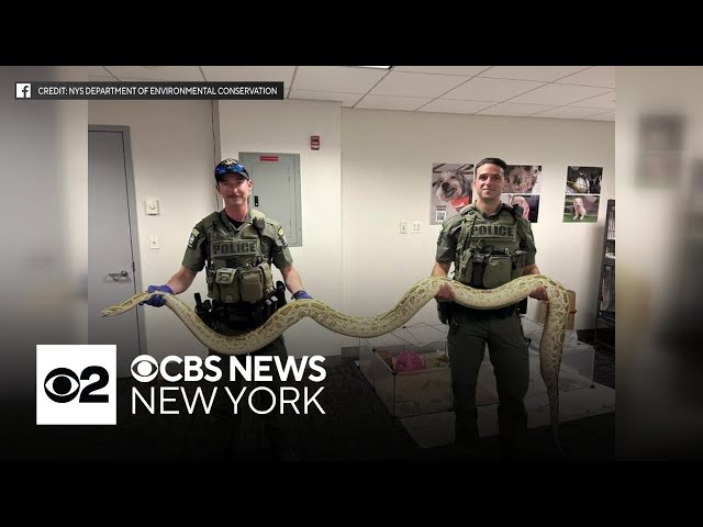 Illegal Burmese python confiscated near Coney Island boardwalk