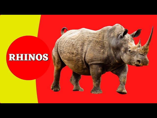 Unleashing the Secrets of Rhinos: A Fun Learning Experience for Kids!