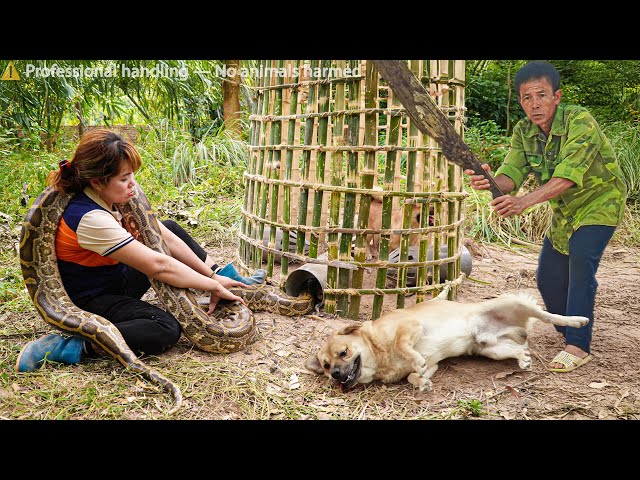 72 Hours on high alert: Giant python creeps up behind… Huge capture trap