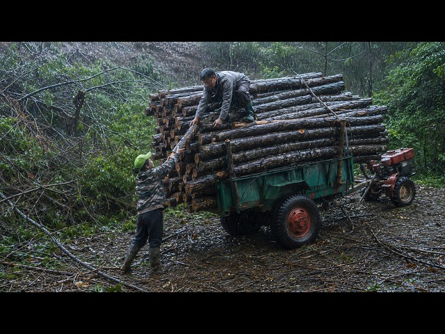 Would You Keep Working in This Rain? | Bình & Ngọc Cut Firewood to Make a Living