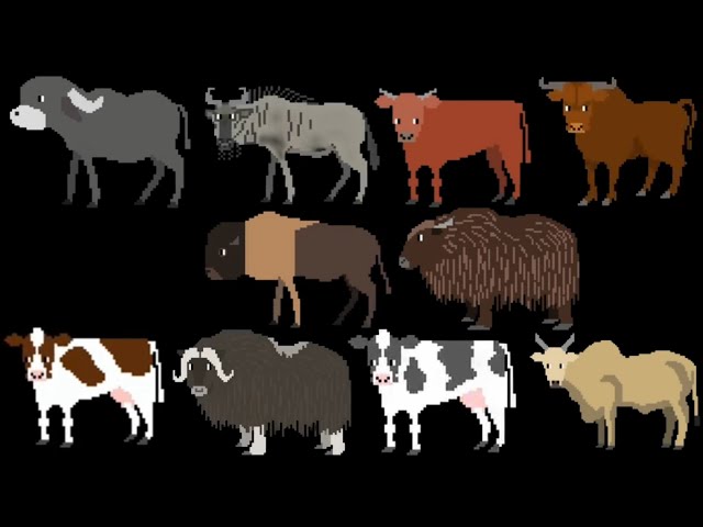 Cattle - @TheKidsPictureShow 