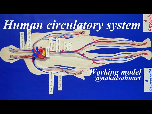 human circulatory system working model #biology project | Nakul Sahu Art
