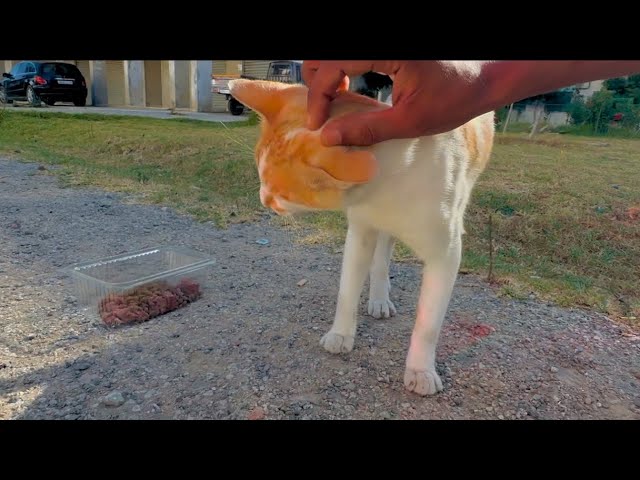 The cute stray cat thanks me for giving him delicious food.