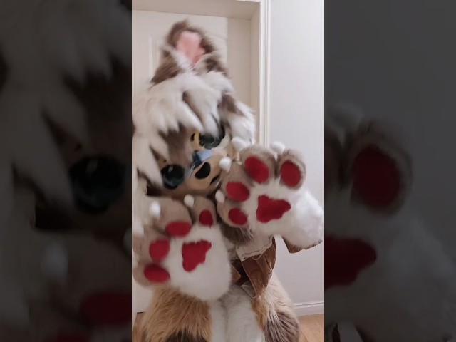 Hey! Play with the me! #furry #fursuit #fursuiters #furries #shorts