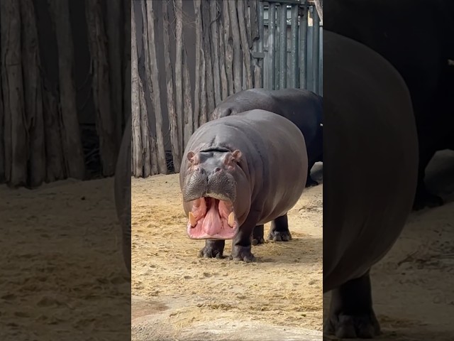 Animals Sound #shorts#funlearning# #bloomwithfun