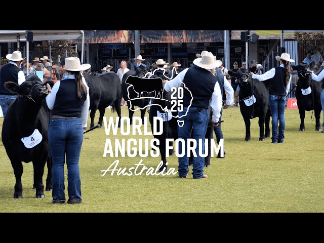 Come and see how Australian Angus cattle influence the world