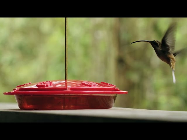 Cat TV for Cats 🐱🐦 Soft Bird Sounds & Calm Nature | Relaxing Entertainment for Cats