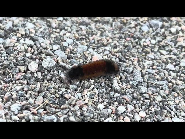 Caterpillars moving across gravel | Copyright-free video anyone can use Creative Commons