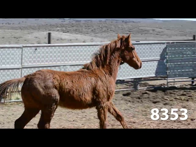Animals Available at Oregon's Wild Horse Corral Facility - March 19, 2024
