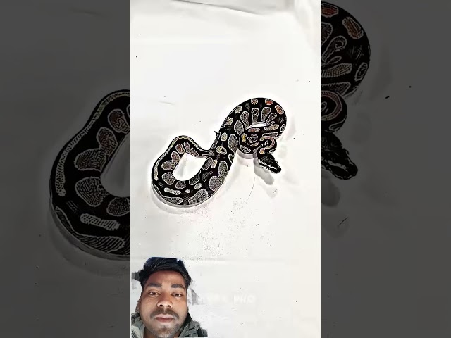 BIG SNAKE'S TRANSFORMATION ☠️#trollface #trolling #editing #memes #trending #transformation