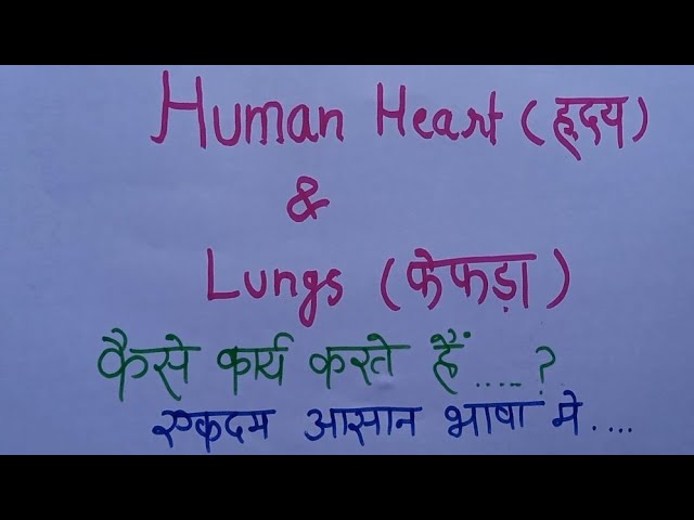 How does the human heart and lungs work? Structure and function of heart and lungs | 