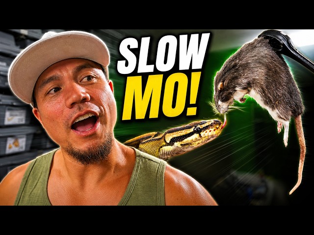 I Filmed My Snakes Feeding in SLOW MOTION… This Got Wild
