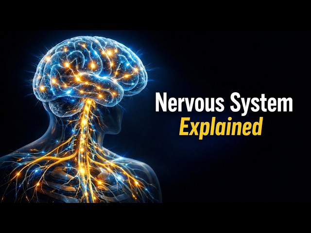 The Nervous System Explained Simply | Brain, Neurons & Signals
