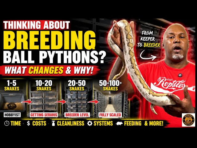 Why Breeders Care for Ball Pythons Differently Than Keepers